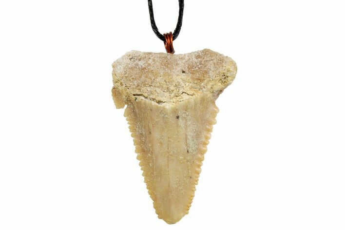 Fossil Shark (Palaeocarcharodon) Tooth Necklace -Morocco #169944